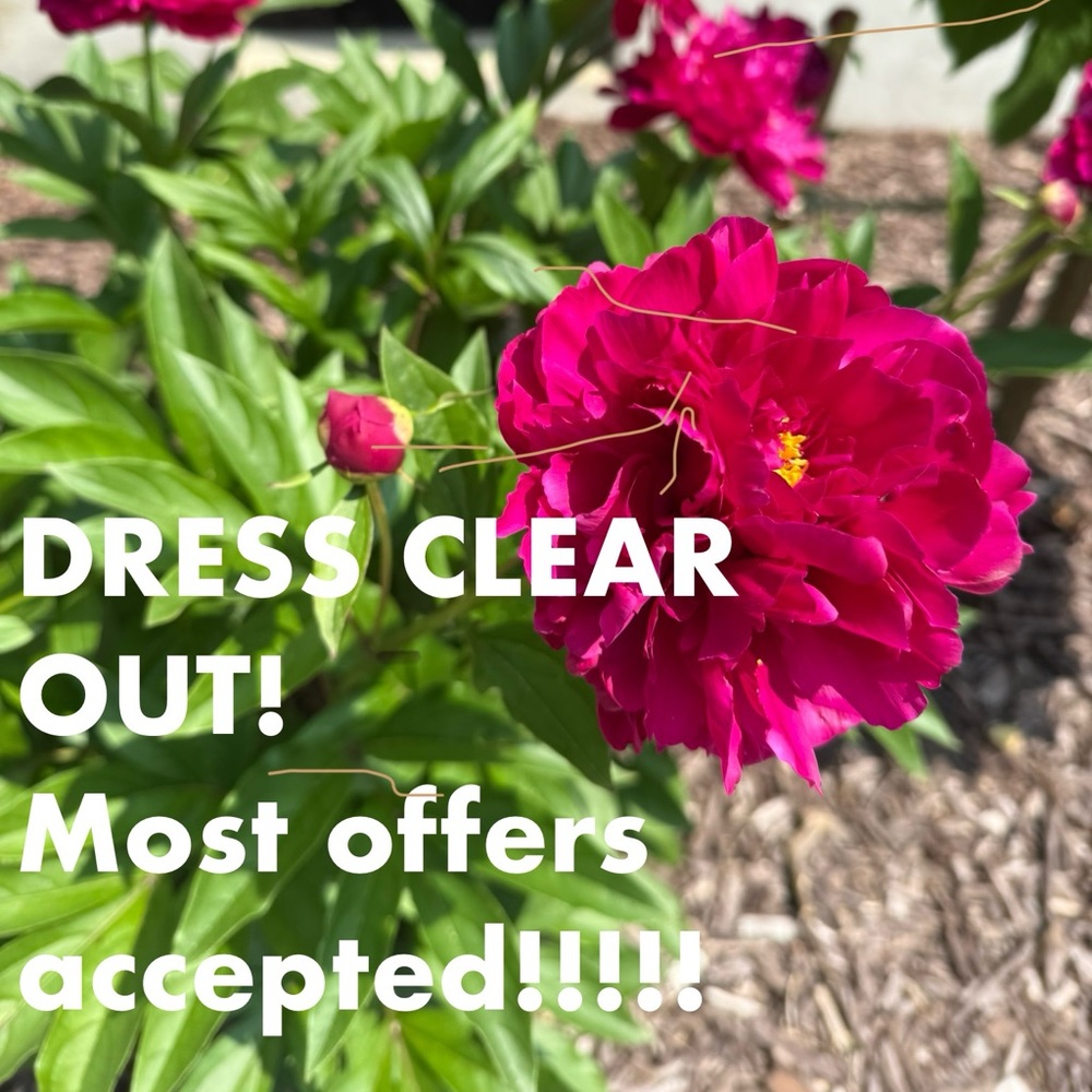 Vibrant Pink Peony Flowers